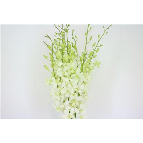 Dendrobium White