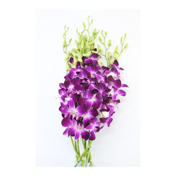 Dendrobium Purple Virigated