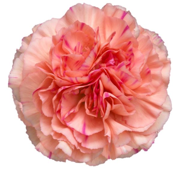 Putumayo Carnations – Vibrant Wholesale Carnations in Bulk for Events & Bouquets