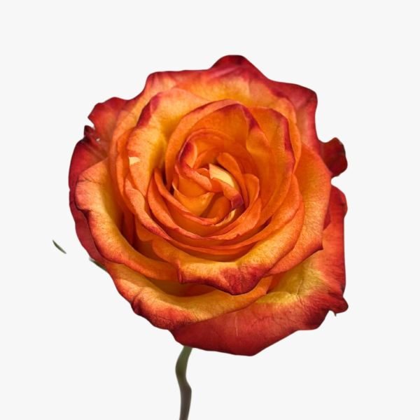Bi-color High Magic Rose Orange & Yellow