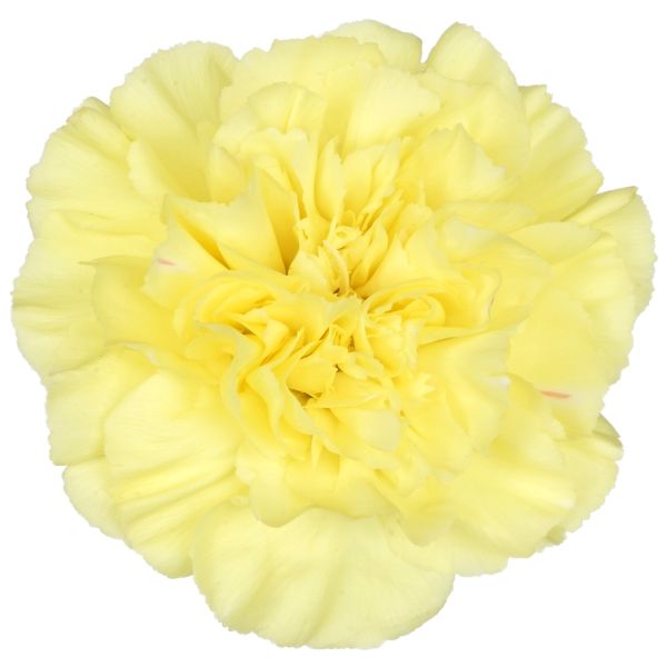 Yellow Carnations – Bright Sunshine Yellow Wholesale Carnations in Bulk for Events & Bouquets