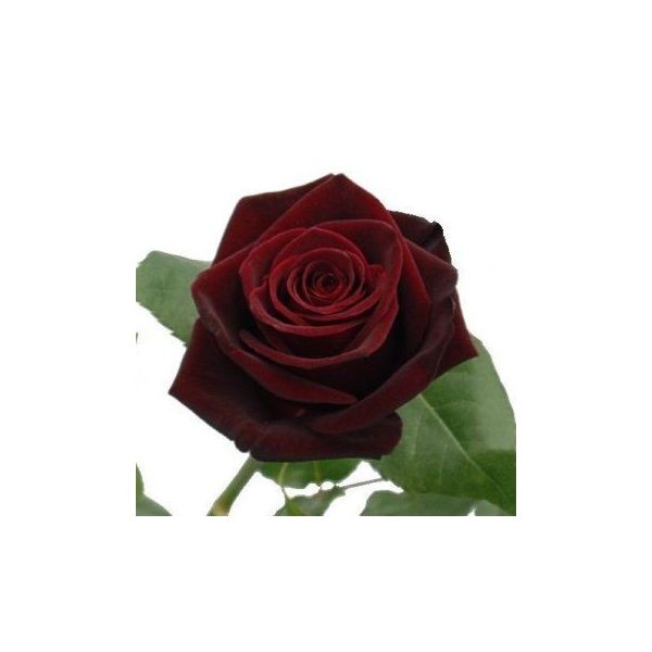 Dark Red Rose Black Baccara Burgundy