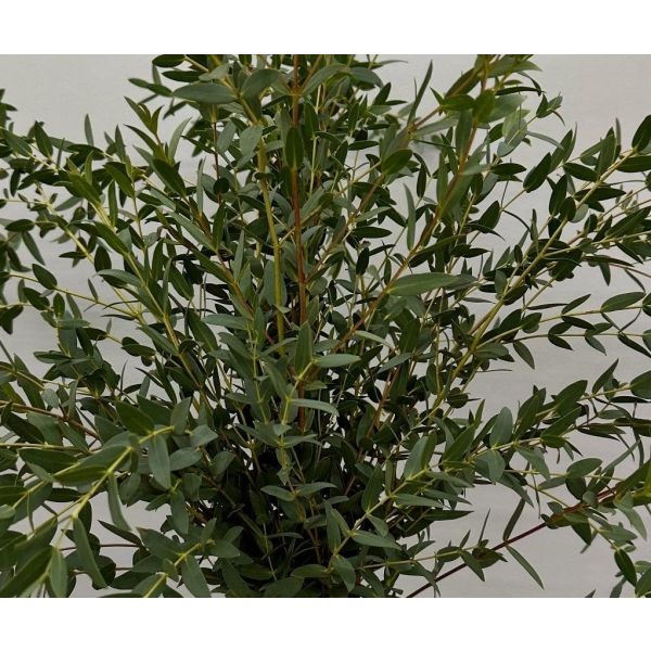 fresh eucalyptus parvifolia wholesale for floral arrangements
