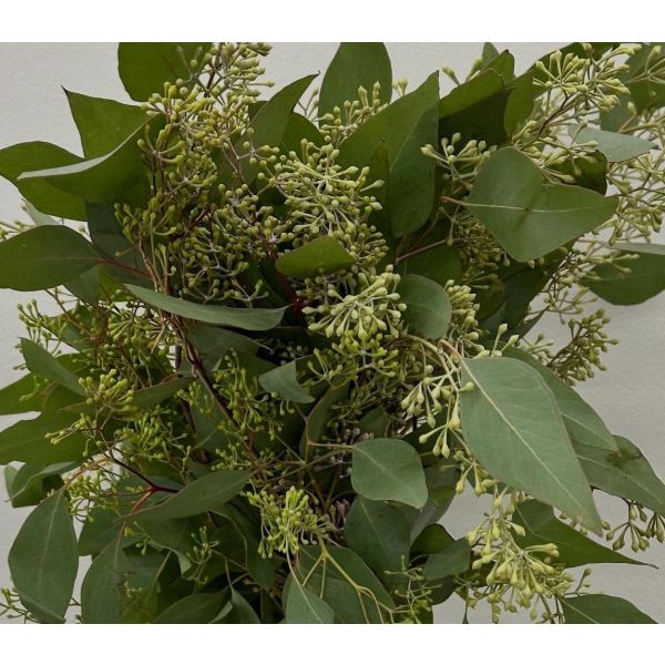wholesale seeded eucalyptus greenery bulk Maryland supplier