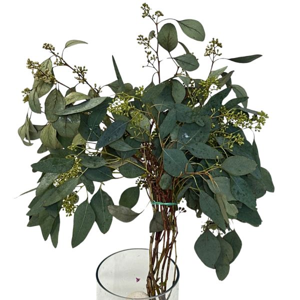 wholesale seeded eucalyptus greenery bulk Maryland supplier