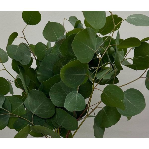 fresh silver dollar eucalyptus wholesale for floral designs