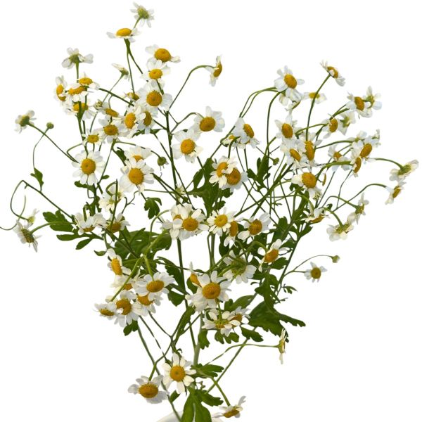 Matricaria Fever Few 