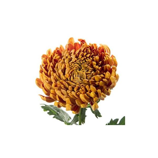 football mum — bronze