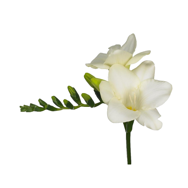 Freesias — white