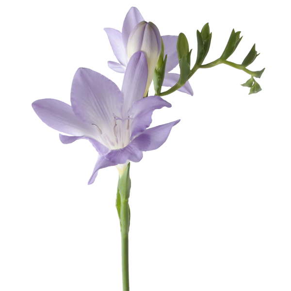 Freesias — lavender