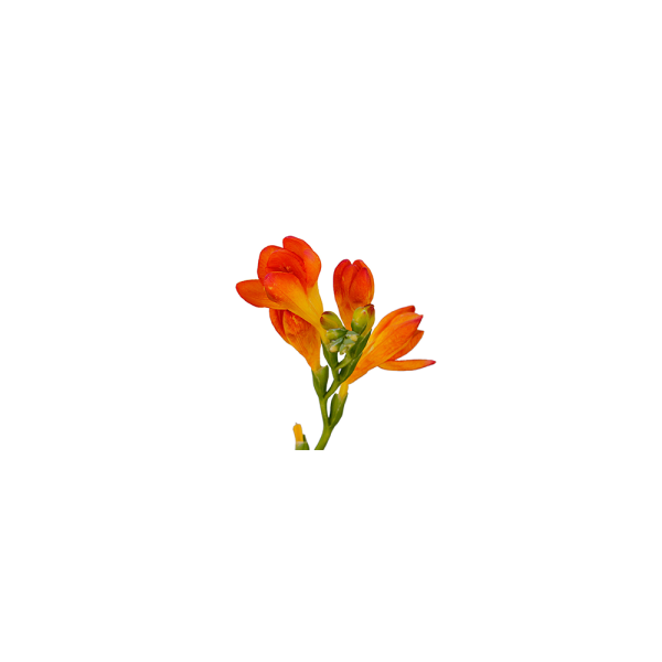 Freesias — orange