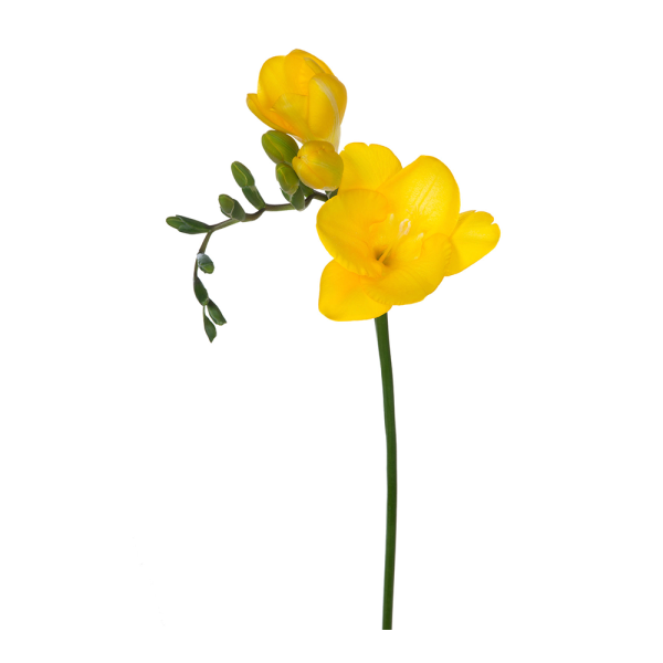 Freesias Yellow