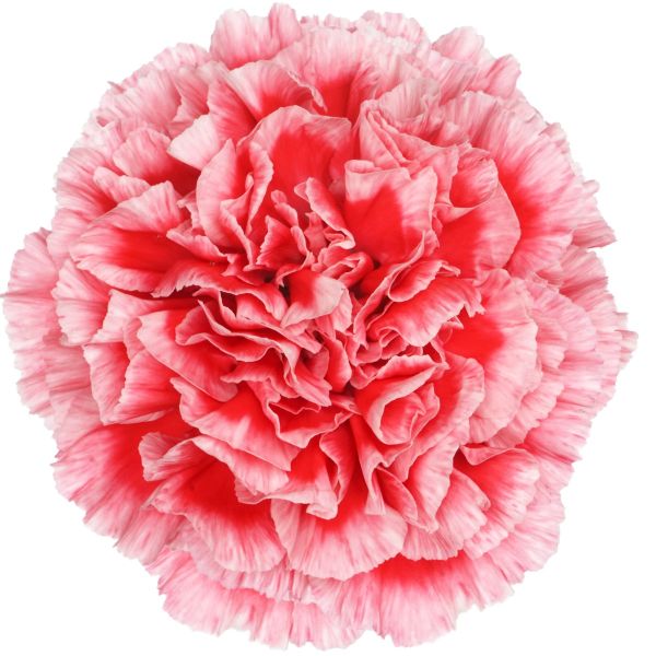 Carnation Vortex – Bulk Wholesale Carnations for Weddings & Florists