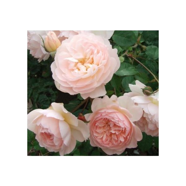 Garden Rose Anice Antique
