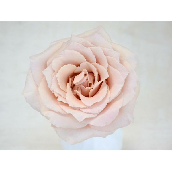 Garden Rose Brides Maid
