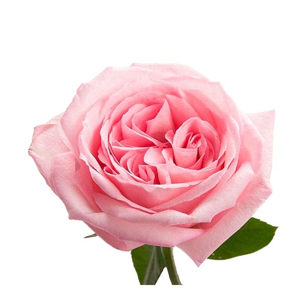 Garden Rose Pink O'Hara