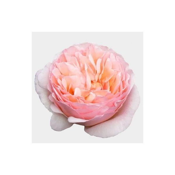 Garden Rose Princess Charlene