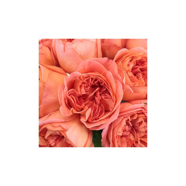 Garden rose Rene Goscinny