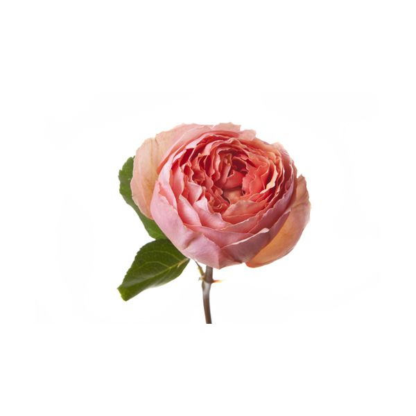 Garden rose Salmasanar