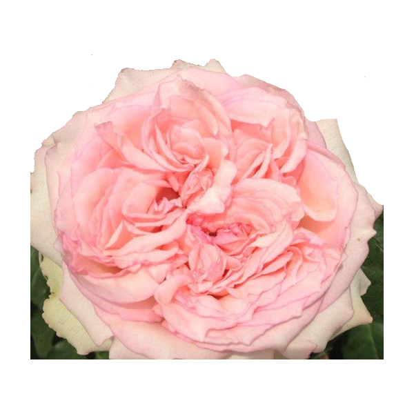 Garden Rose Wedding Kiss