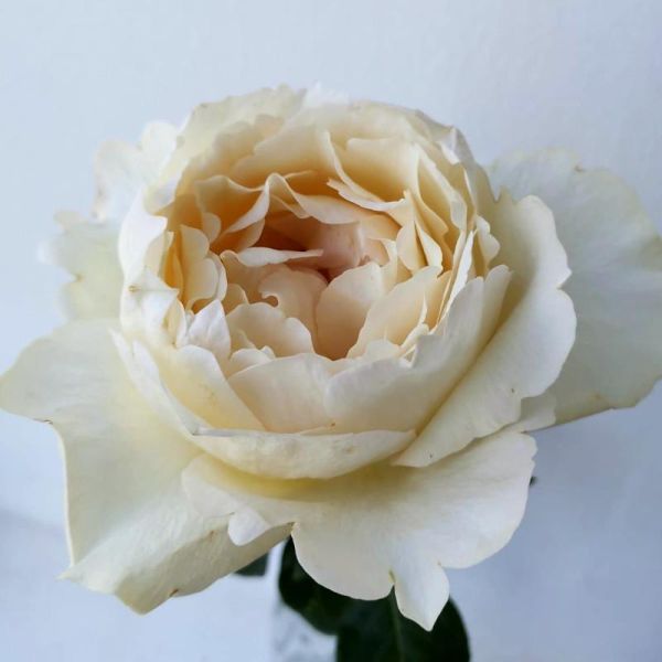 Garden Roses Cream Piaget (Classic)