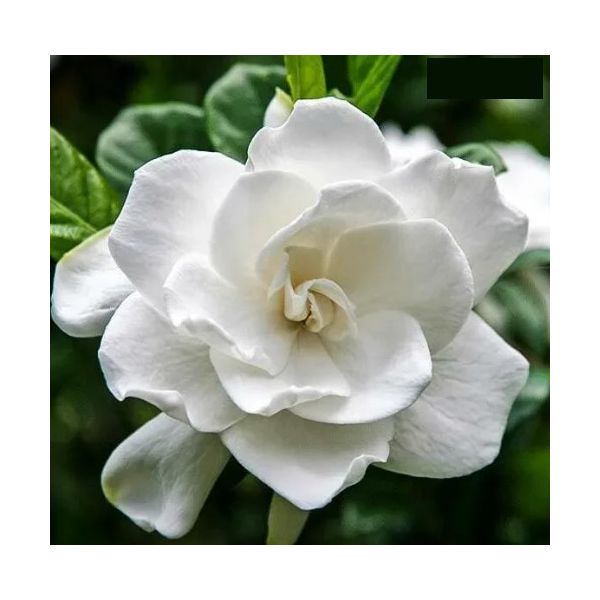 Gardenias