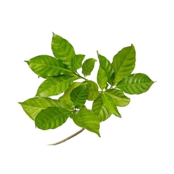 Gardenia Foliage