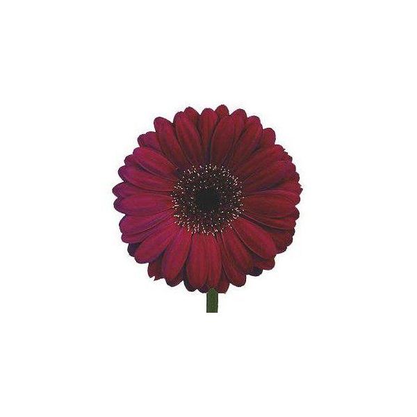 Gerbera Daisy — burgundy