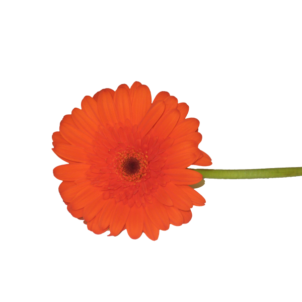 Gerbera Daisy — orange