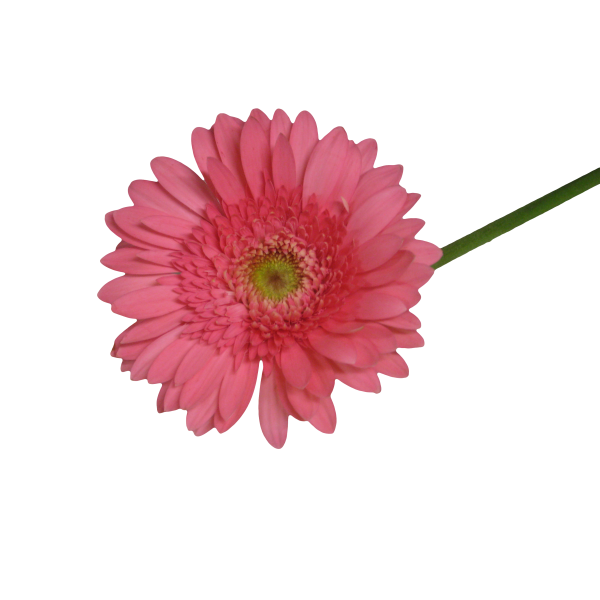 Gerbera Daisy — pink