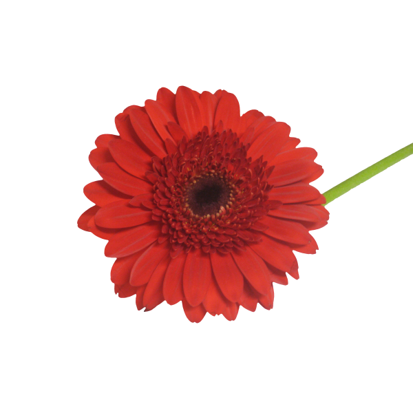 Gerbera Daisy — red