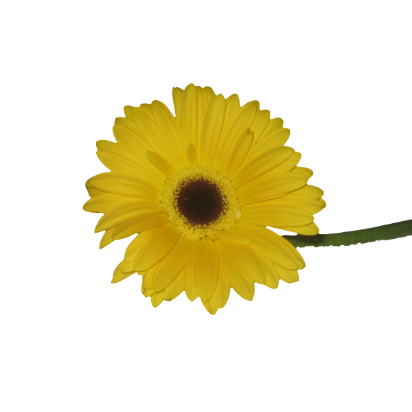 Gerbera Daisy — yellow