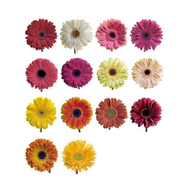 Gerbera Daisy — assorted