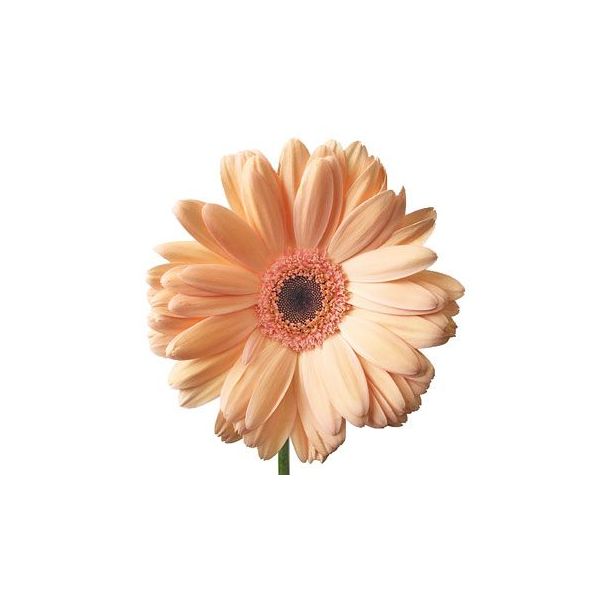 Gerbera Daisy — peach