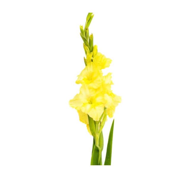 Gladioulus — yellow