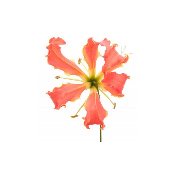 Gloriosa Lily Orange