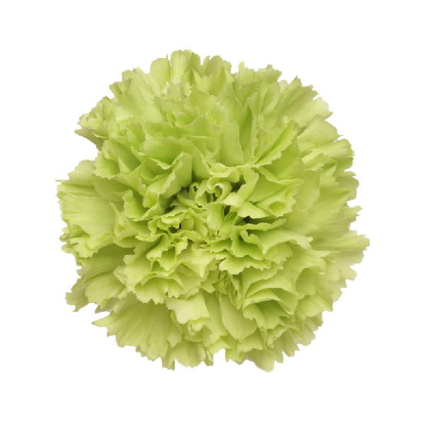 Light Green Carnations – Pale Green Wholesale Carnations in Bulk for Events & Bouquets