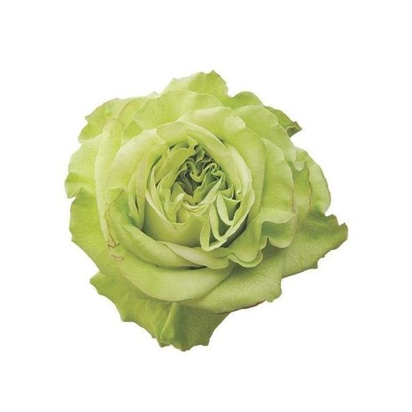 Garden Rose Super Green – Wholesale Bulk Green Roses
