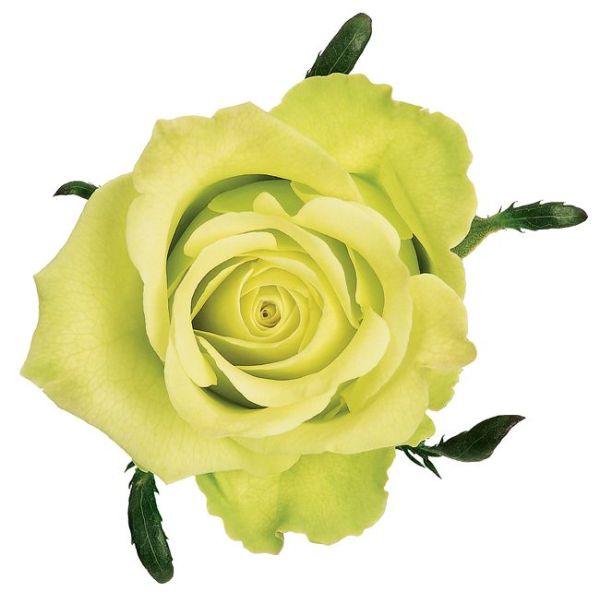 Green Rose Jade – Wholesale Green Roses