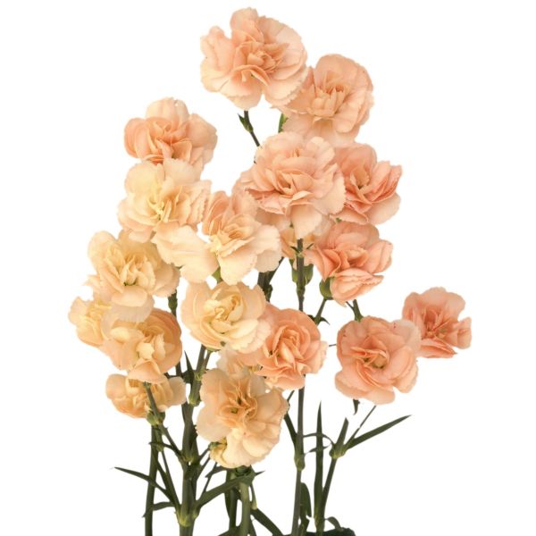 Mini Peach Carnations – Soft Peach Wholesale Mini Carnations in Bulk for Events & Bouquets