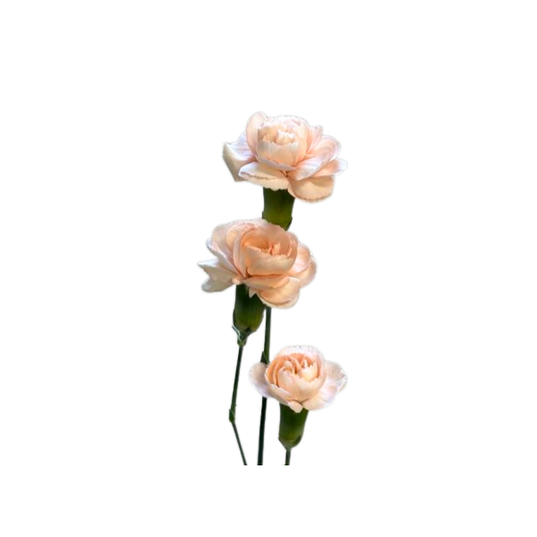 Mini Carnation Peach