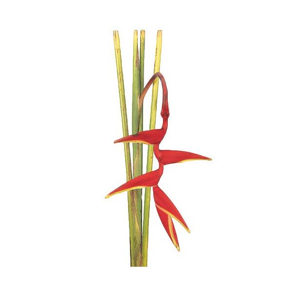Heliconia hanging Red