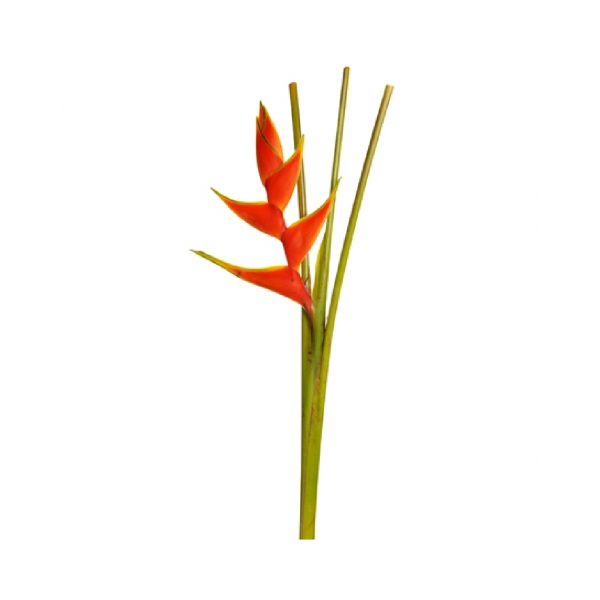 Heliconia up-right Bi color