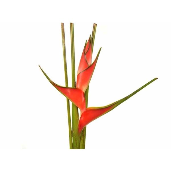 Heliconia up-righ Orange