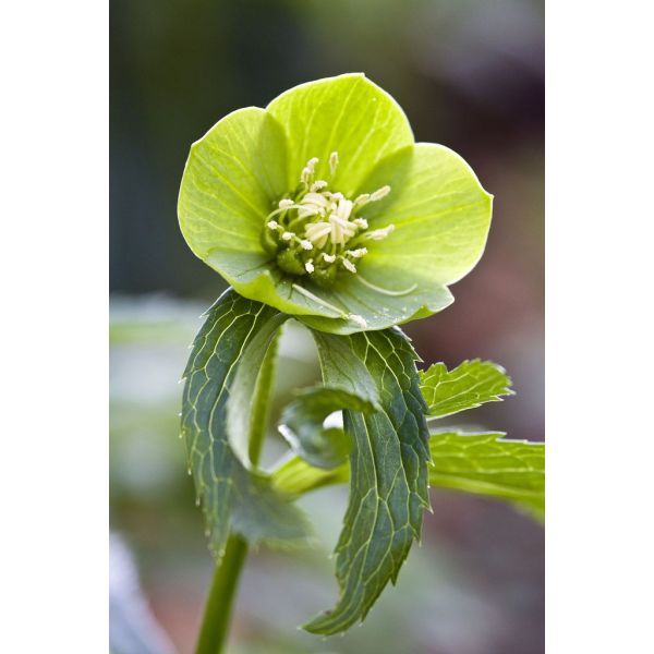 Hellebore - Green