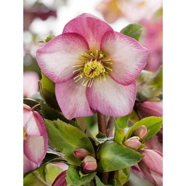 Hellebore - Pink