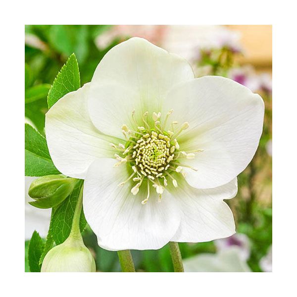 Hellebore - White