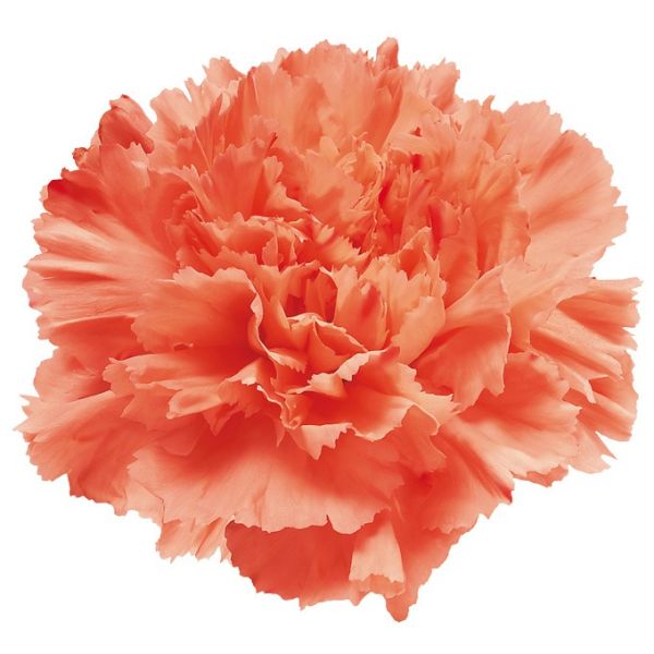 Cream Natalia Carnation