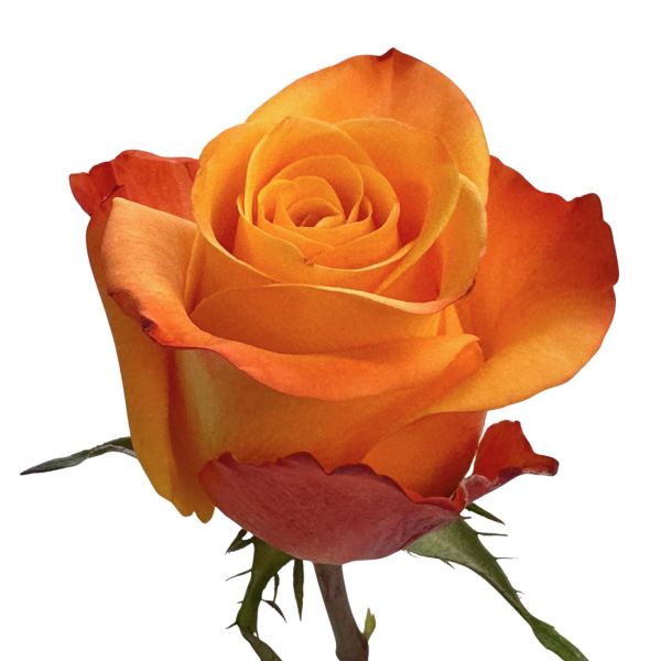 Orange Rose Aloha