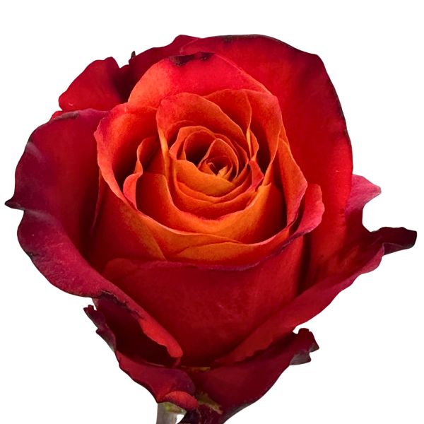 Bi color Atomic Roses